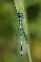 David Plant Photography - Wildlife Photographer - Azure damselfly - A